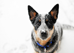 Pies, Australian cattle dog, Głowa, Spojrzenie, Śnieg