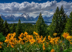 Stany Zjednoczone, Park Narodowy Grand Teton, Góry Teton Range, Drzewa, Las, Łąka, Kwiaty, Balsamorhiza
