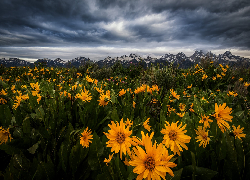 Stany Zjednoczone, Wyoming, Park Narodowy Grand Teton, Góry, Łąka, Kwiaty, Balsamorhiza, Chmury