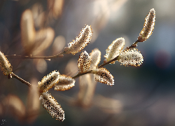Wierzba, Bazie, Kwitnące, Gałązka, Grafika AI