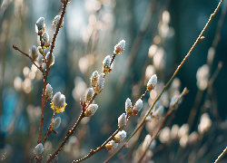 Bazie, Kotki, Gałązki, Wierzba, Grafika AI