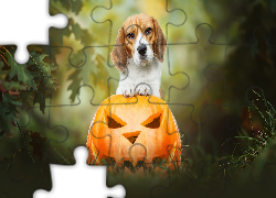 Pies, Beagle, Dynia, Halloween