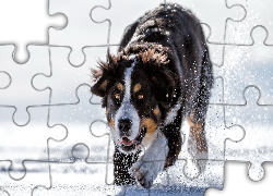 Berneński pies pasterski, Zima, Śnieg