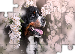 Berneński pies pasterski, Pies, Kwiaty