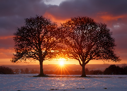 Zima, Ośnieżone, Pole, Dwa, Drzewa, Zachód słońca, Grafika AI