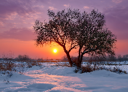 Zima, Zachód słońca, Drzewo, Bezlistne