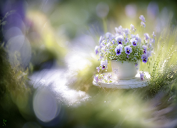 Bratki, Kwiaty, Fioletowe, Biała, Donica, Trawa, Grafika AI