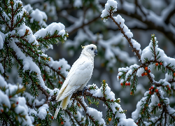 Biała, Papuga, Gałęzie, Śnieg, Zima, Grafika AI