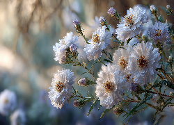 Białe, Astry, Kwiaty, Grafika AI