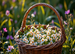 Białe, Drobne, Kwiaty, Wiklinowy, Koszyk