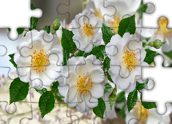 Białe, Kwiaty, Grafika 2D, Dzika róża