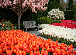 Wiosna, Park, Tulipany, Drzewa, Ławka