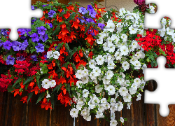 Kwiaty, Fioletowe, Białe, Petunie