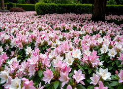 Kwiaty, Jasnoróżowe, Białe, Park