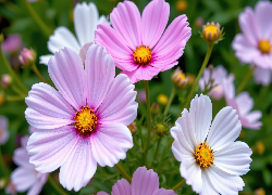 Kosmea, Białe, Różowe, Kwiaty, Pąki