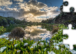 Jezioro, Kwiaty, Kalie, Drzewa, Chmury, Odbicie, Piton de l Eau, Wyspa Reunion, Francja