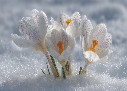 Białe, Krokusy, Śnieg, Zbliżenie, Grafika AI