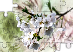 Gałązka, Białe, Kwiaty, Grafika