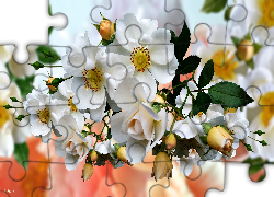 Białe, Kwiaty, Dzika róża, Grafika 2D