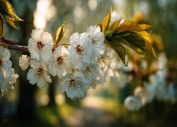 Białe, Kwiaty, Drzewo owocowe, Grafika AI