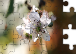 Biały, Kwiat, Jeżyny