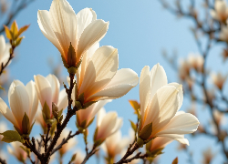 Magnolia, Białe, Kwiaty, Gałązki, Krzew, Niebo