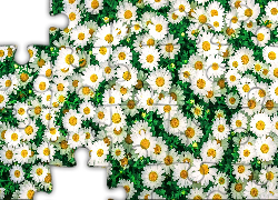 Białe, Drobne, Kwiatki