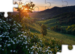 Wzgórze, Kwiaty, Góry, Drzewa, Dolina, Zachód słońca