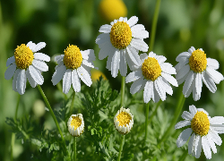 Rumianek pospolity, Białe, Kwiaty