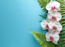 Białe, Storczyki, Liście, Paproci, Niebieskie, Tło