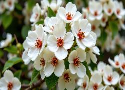 Białe, Kwiaty, Czerwone, Pręciki, Gałązki