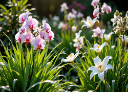 Kwiaty, Białe, Lilie, Jasnoróżowe, Storczyki, Liście