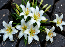 Kwiaty, Białe, Lilie, Kamienie, Krople