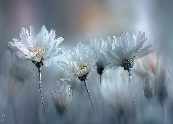 Białe, Margerytki, Kwiaty, Grafika AI