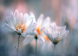 Margerytki, Kwiaty, Grafika AI