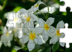 Plumeria, Białe, Kwiaty