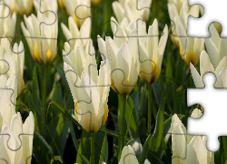 Kwiaty, Białe, Tulipany, Zbliżenie