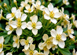 Białe, Rozwinięte, Kwiaty, Zbliżenie