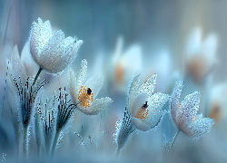 Białe, Kwiaty, Sasanki, Grafika AI