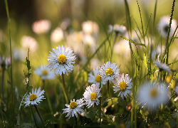 Stokrotki, Białe, Kwiaty, Trawa, Grafika AI