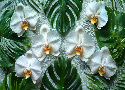 Storczyki, Orchidea, Białe, Kwiaty, Liście