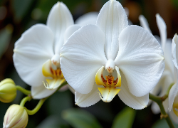 Storczyk, Białe, Kwiaty, Grafika AI