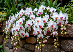 Kwiaty, Storczyki, Murek, Kamienie