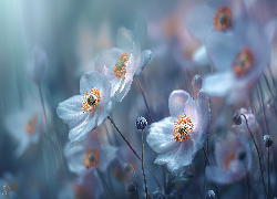 Zawilce, Kwiaty, Grafika AI