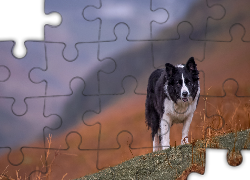 Łąka, Border collie