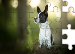 Pies, Mordka, Rozmyte, Tło