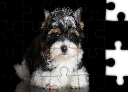 Szczeniak, Czarno-biały, Yorkshire terrier