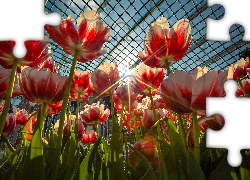 Tulipany, Szklarnia, Promienie słońca