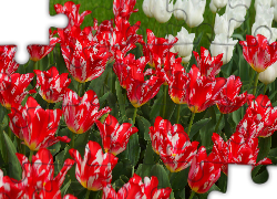 Kwiaty, Tulipany, Biało-czerwone