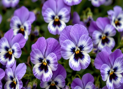 Bratki, Biało-fioletowe, Zbliżenie